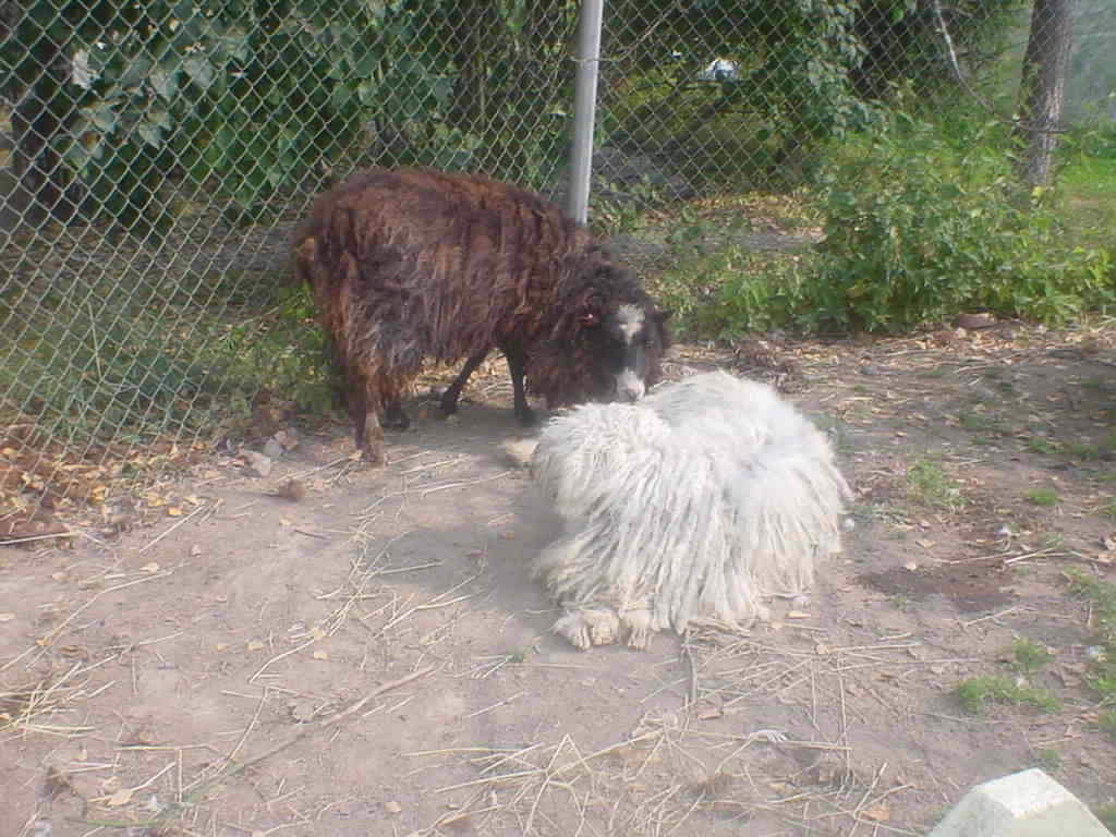 A sheep and Fenyharaszti Alma